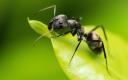 Ant Pest Control Services Sydney logo